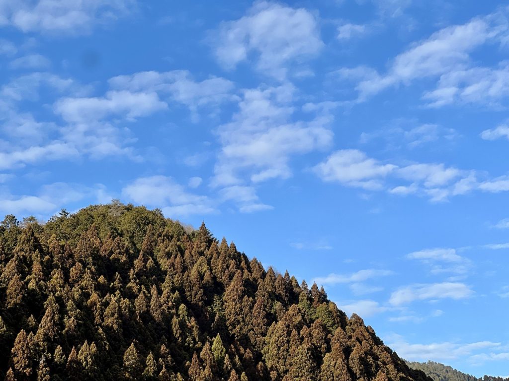 親子が公園で手をつないで歩く姿。子どもの自発性を伸ばす散歩の大切さ。