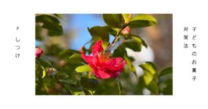 冬の冷たい空気の中に咲く赤い椿の花。子育てに温かみを感じさせる自然のイメージ。