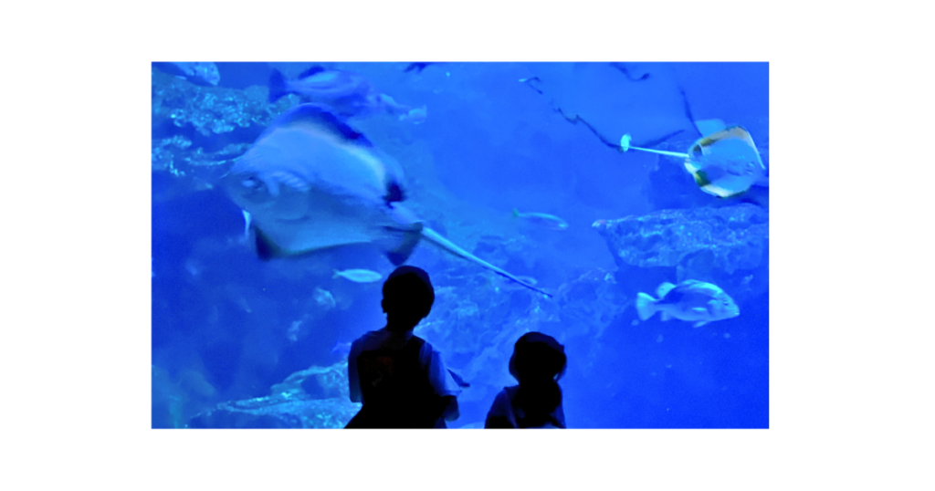 水族館の大水槽の前で、じっと魚を見つめる子どものシルエット