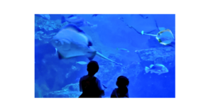 水族館の大水槽の前で、じっと魚を見つめる子どものシルエット