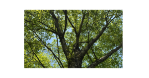 子どもの自己肯定感のイメージ画像