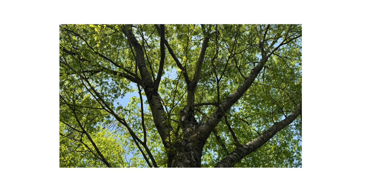 子どもの自己肯定感のイメージ画像