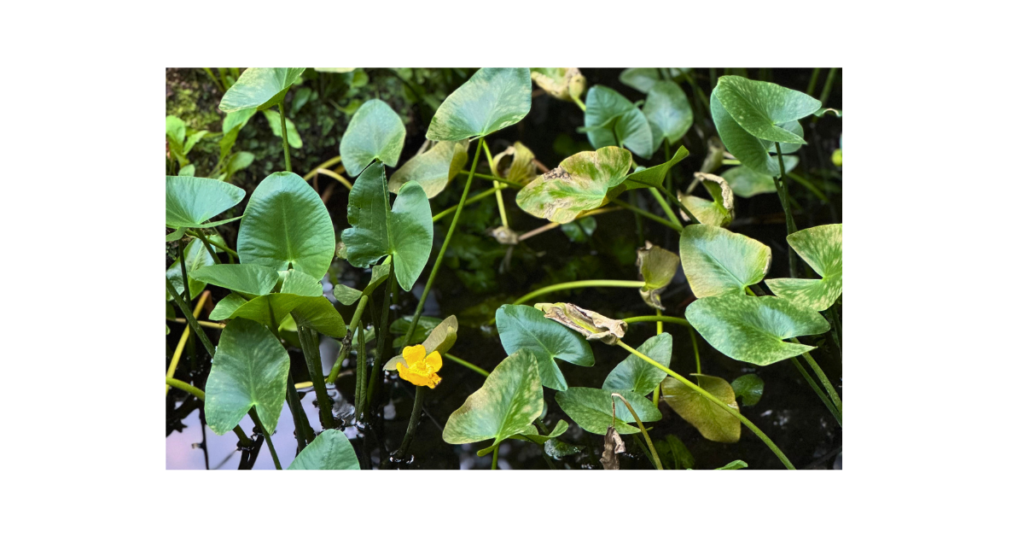 自然の中で自由に遊びながら個性を伸ばしている子どものイメージ
